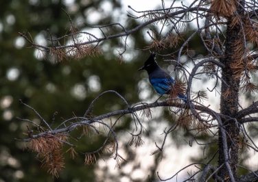 Stellar Jay in the Valley