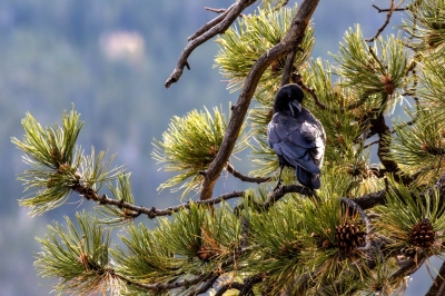 Raven Perched in a Conifer