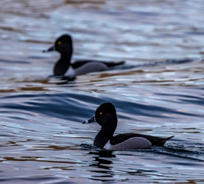 Pair of Ringed Neck Ducks
