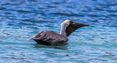 Brown Pelican at Maho Beach.
