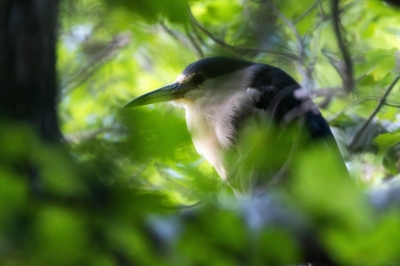 Black Crowned Night Heron