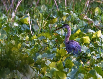 Great Blue Heron on the Hunt