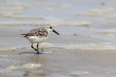 Sanderling in Villas