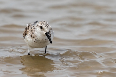 IMG_7517-Enhanced-NR