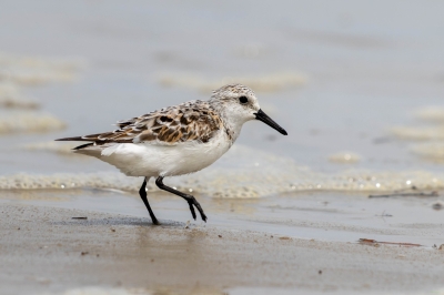 IMG_7559-Enhanced-NR