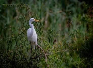 Great Egret on a Branch