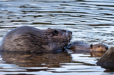 Acadia_Eagle_Lake_Beaver-Pair_2025-9248