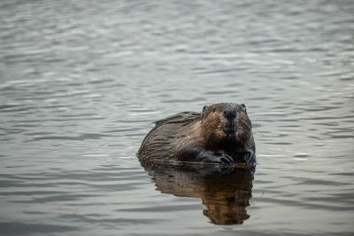 Acadia_Eagle_Lake_Beaver_2025-9602