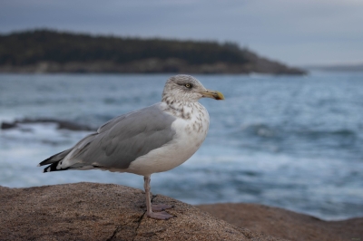 Acadia_Gull_2025-8738