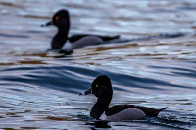 Pair of Ringed Neck Ducks