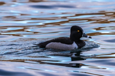 Ring Necked Duck