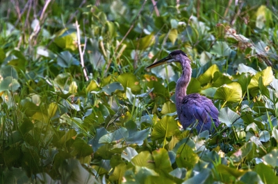 Great Blue Heron on the Hunt