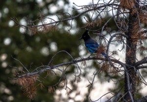 Stellar Jay in the Valley