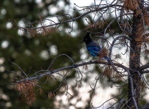 Stellar Jay in the Valley