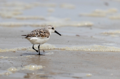 Sanderling in Villas