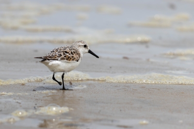 Sanderling in Villas