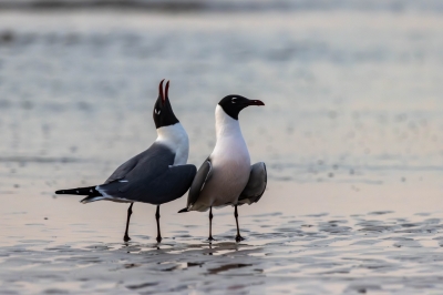 Pair of Laughing Gulls