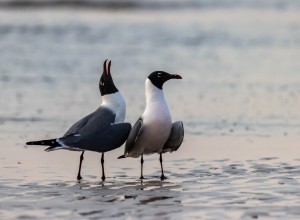 Pair of Laughing Gulls