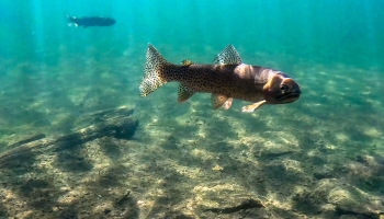 Brook Trout