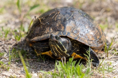 IMG_7384-Enhanced-NR