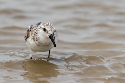 IMG_7517-Enhanced-NR