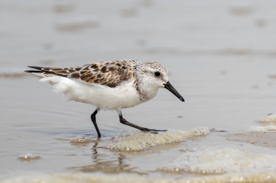 IMG_7536-Enhanced-NR