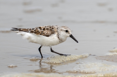 IMG_7536-Enhanced-NR