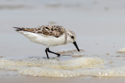 IMG_7543-Enhanced-NR