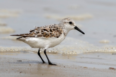 IMG_7558-Enhanced-NR