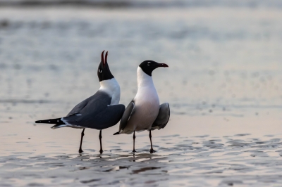 Pair of Laughing Gulls
