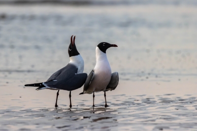 Pair of Laughing Gulls