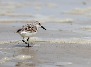 Sanderling in Villas