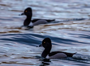 Pair of Ringed Neck Ducks