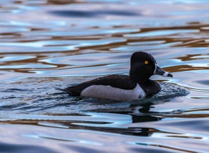 Ring Necked Duck