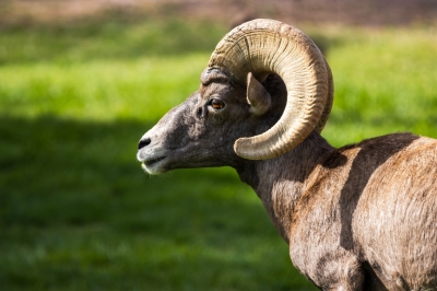 Big Horned Sheep in Hemenway 1