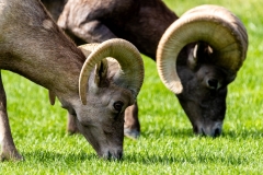 Nevada Wildlife