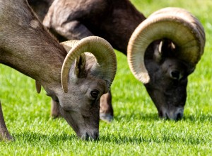 Big Horned Sheep in Hemenway 2