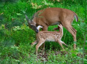 IMG_1132-Enhanced-NR
