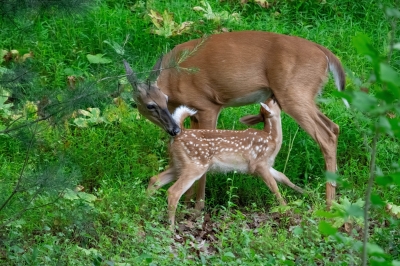 Doe Nursing Fawn