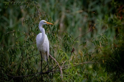 Great Egret on a Branch