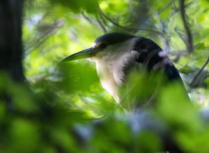 Black Crowned Night Heron