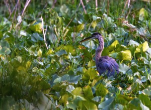 Great Blue Heron on the Hunt