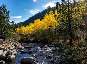 Middle Saint Vrain Aspens 1