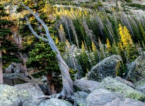 Twisted Pines
