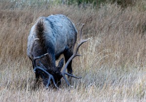 Bull Elk Grazing