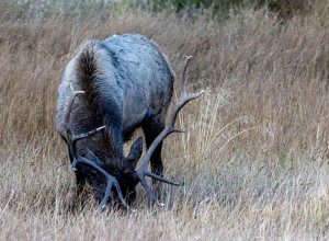 Bull Elk Grazing