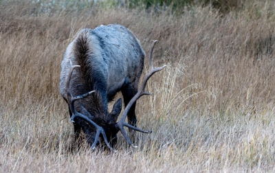 Bull Elk Grazing