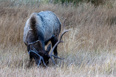 Bull Elk Grazing