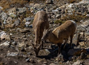 Big Horn Sheep at Rock Cut