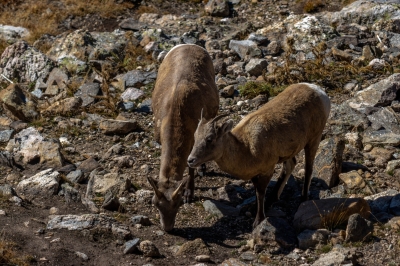 Big Horn Sheep at Rock Cut